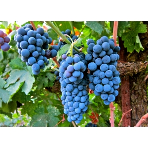 Ilustrační foto Vína 30. 9. 2008 - Kurz SOMMELIER (I. část)