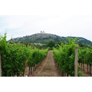 Ilustrační foto Vína 4. 10. 2008 - Valtické vinobraní 2008