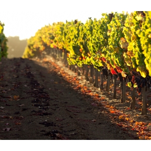 Ilustrační foto Vína 11. 10. 2008 - Vinobraní na hradě Loket.