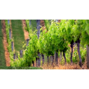 Ilustrační foto Vína Sélections Mondiales des Vins Canada, 2009