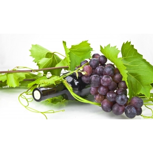Ilustrační foto Vína 30. 8. 2008 - Dobřichovické vinařské slavnosti