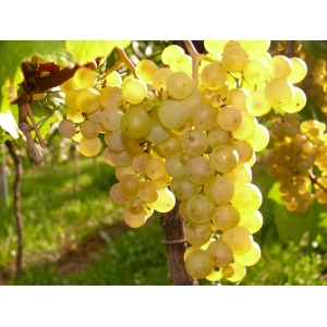 Ilustrační foto Vína Povídání o víně:  Sauvignon a Domina
